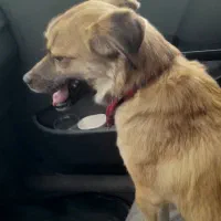 سگ شیتزو پاکوتاه