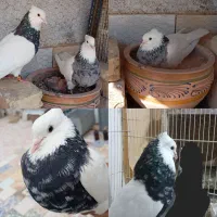 جفت کفتر طوق هفترنگ به ضمانت تخم جوجه