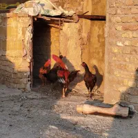 خروس لاری|حیوانات مزرعه|محمدیه-قزوین, |دیوار