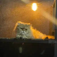 گربه بریتیش گلد لانگ هیر نر بالغ