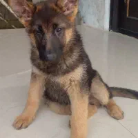 سگ ژرمن ۷ماهه ماده|سگ|بندر انزلی, طالب آباد|دیوار