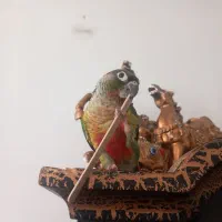 گرینچیک|پرنده|خمینی‌شهر, |دیوار