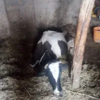 گاو با گوساله ماده