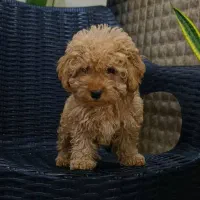 توی پودل اصیل با تضمین اصالت نژاد