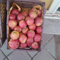 سیب قرمز سفید