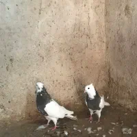 کفتر طوقی یک جفت به شرط جوجه و هوایی بودن