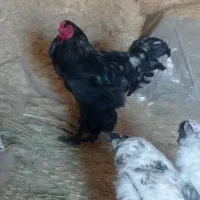 خروس برهما