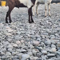 کهر نر ماده