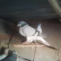 ساده