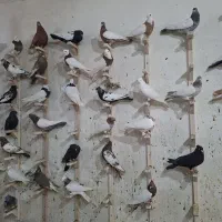 حراج کبوتر یا کفتربهبهانی شهری پلاکی رنگ روشنوتیره