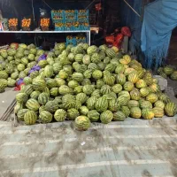 هندوانه دامی