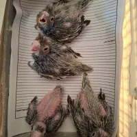 عروس هلندی|پرنده|صحنه, |دیوار