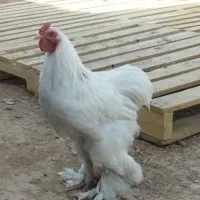 مرغ وخروس برهما|حیوانات مزرعه|شیراز, جمال آباد|دیوار