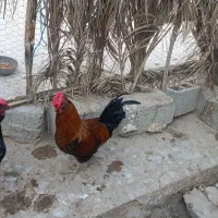 خروس جوان و زرنگ و مرغ گیر ۴۰ تاج و ریشی|حیوانات مزرعه|برازجان, |دیوار