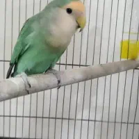 طوطی برزیلی|پرنده|اندیشه, شهرک المهدی|دیوار