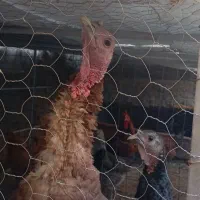 بوقلمون|حیوانات مزرعه|مشگین شهر, |دیوار