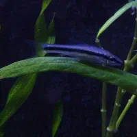 کت سیامی|ماهی|مشهد, نیروی هوایی|دیوار