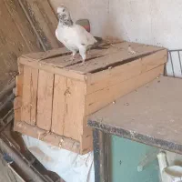 کبوتر پرشتی