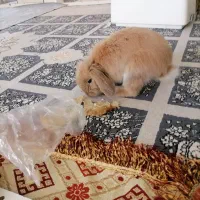 خرگوش لپ پشمی