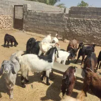 فروش 70 عددبز داشتی|حیوانات مزرعه|کازرون, |دیوار