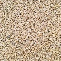 گندم بزری کوهدشت|عمده‌فروشی|کوهدشت, |دیوار