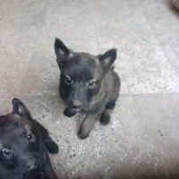 توله سگ مالینویز|سگ|پاکدشت, پاکدشت (مامازند)|دیوار