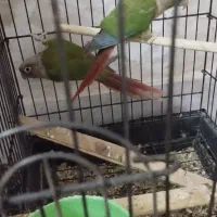 گرینچیک|پرنده|یزد, |دیوار