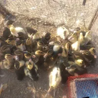 اردک محلی در آستانه اشرفیه