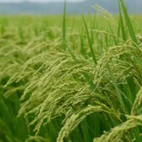 چهار هکتار زمین کشاورزی