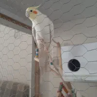 جفت عروس هلندی با جوجه