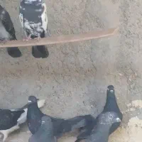 ده کبوتر خورموج|پرنده|خورموج, |دیوار