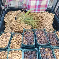 خرما رطب عسلی خارک برحی ابادان درجه یک صادراتی