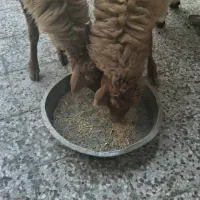 فروش میش حامله در بندر ماهشهر|حیوانات مزرعه|بندر ماهشهر, |دیوار