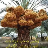 کار درخت خرما انجام داده می شود