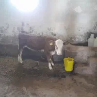 گوساله نر اصل سیمتال