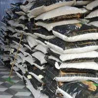 اجیل وخشکبار گردو|خوردنی و آشامیدنی|اهواز, پردیس دو|دیوار