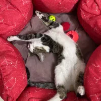 گربه ی دختر نابینا