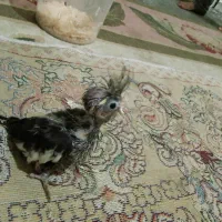 عروس سرلاکی