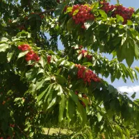 باغ-گیلاس-باغ-ویلا