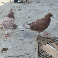 جوجه شهرستانی