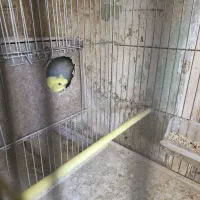 جفت های مولد مرغ عشق پروانه ای|پرنده|شهرکرد, |دیوار