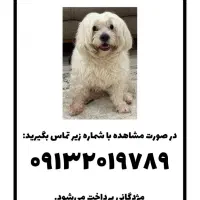 گمشده|حیوانات|اصفهان, بهارستان|دیوار