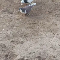 کبوتر پرنده