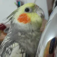 گمشده عروس هلندی محدوده قائمیه