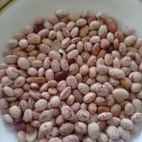 فروشی فوری لپه ی لوبیا برای تمامی مصرف کننده گان|عمدهفروشی|شیراز, شهرک ترکان|دیوار