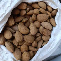 فروش بادام شیرین|خوردنی و آشامیدنی|شیراز, دوکوهک|دیوار