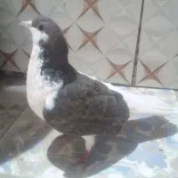 کبوتر ماده ساده چپ|پرنده|زهک, |دیوار