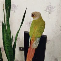 یک جفت طوطی گرینچیک|پرنده|ارومیه, |دیوار