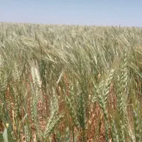 زمین کشاورزی زاغه دیم 2 هکتار|فروش زمین و ملک کلنگی|دهگلان, |دیوار