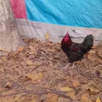 خروس محلی ، مرغ ، اردک|حیوانات مزرعه|چناران, |دیوار